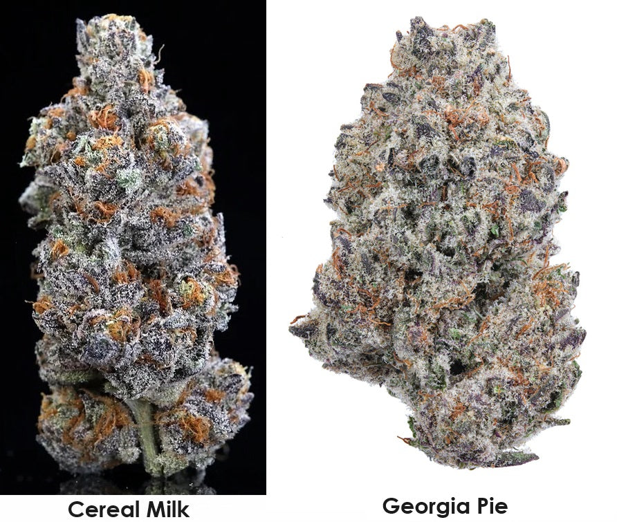 Pie A la Mode Feminized seed strain genetics